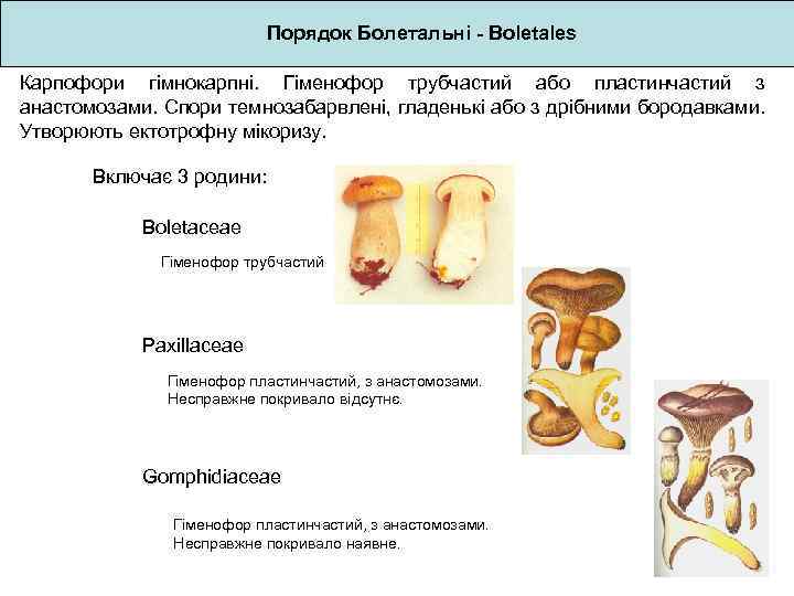 Порядок Болетальні - Boletales Карпофори гімнокарпні. Гіменофор трубчастий або пластинчастий з анастомозами. Спори темнозабарвлені,