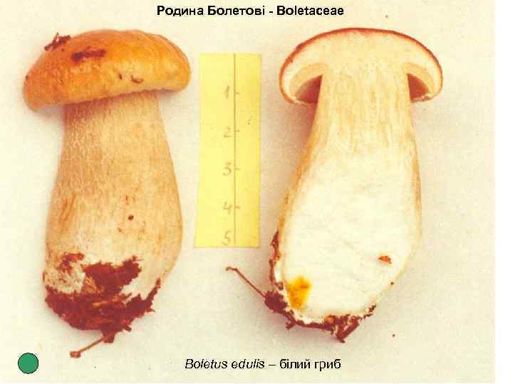 Родина Болетові - Boletaceae Boletus edulis – білий гриб 
