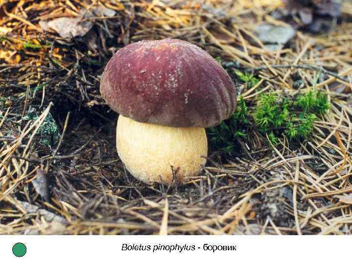 Boletus pinophylus - боровик 