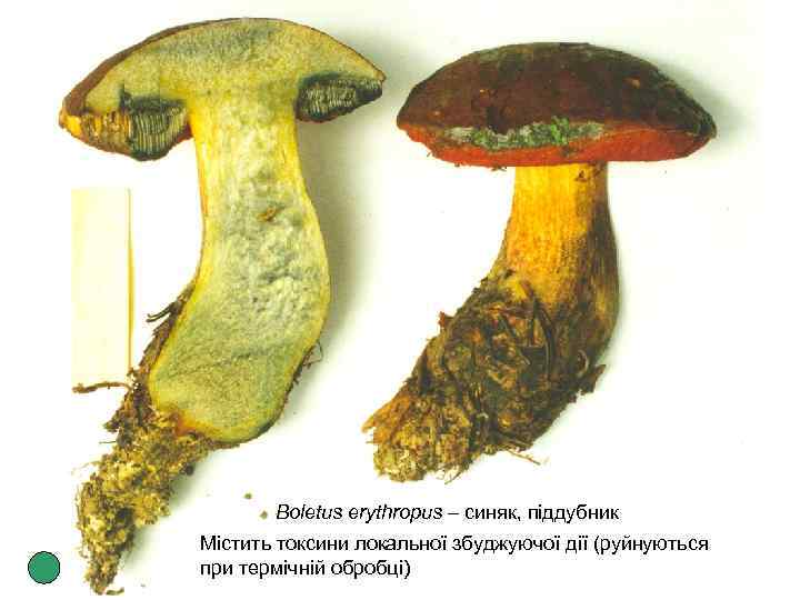 Boletus erythropus – синяк, піддубник Містить токсини локальної збуджуючої дії (руйнуються при термічній обробці)