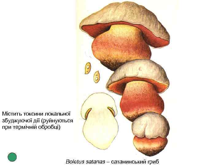Містить токсини локальної збуджуючої дії (руйнуються при термічній обробці) Boletus satanas – сатанинський гриб