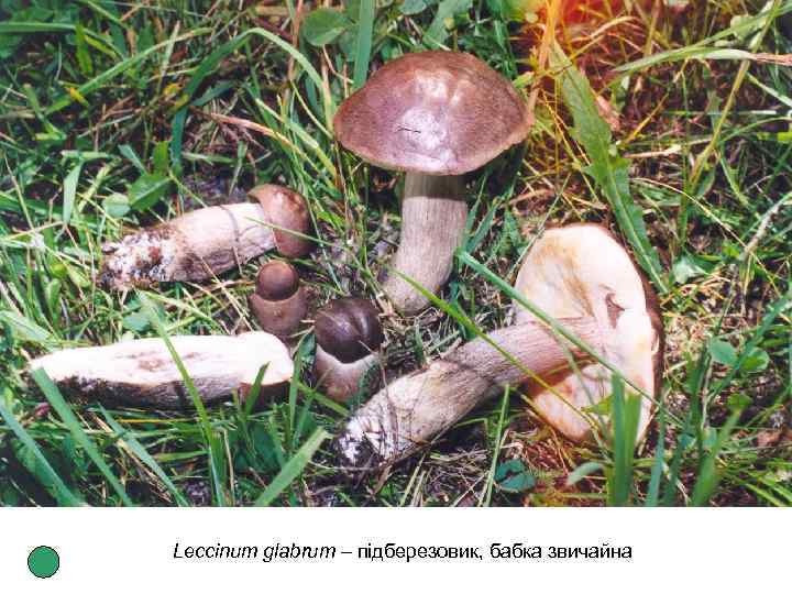 Leccinum glabrum – підберезовик, бабка звичайна 
