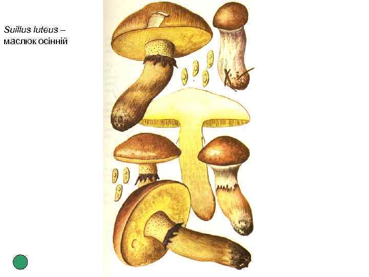 Suillus luteus – маслюк осінній 
