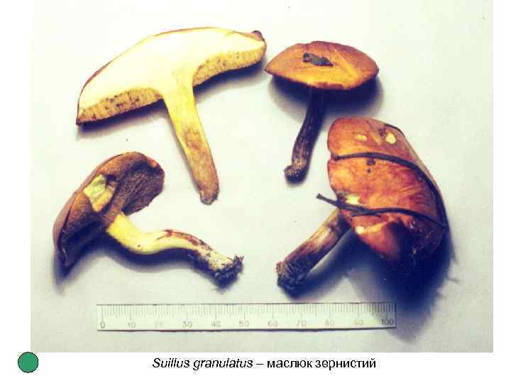 Suillus granulatus – маслюк зернистий 