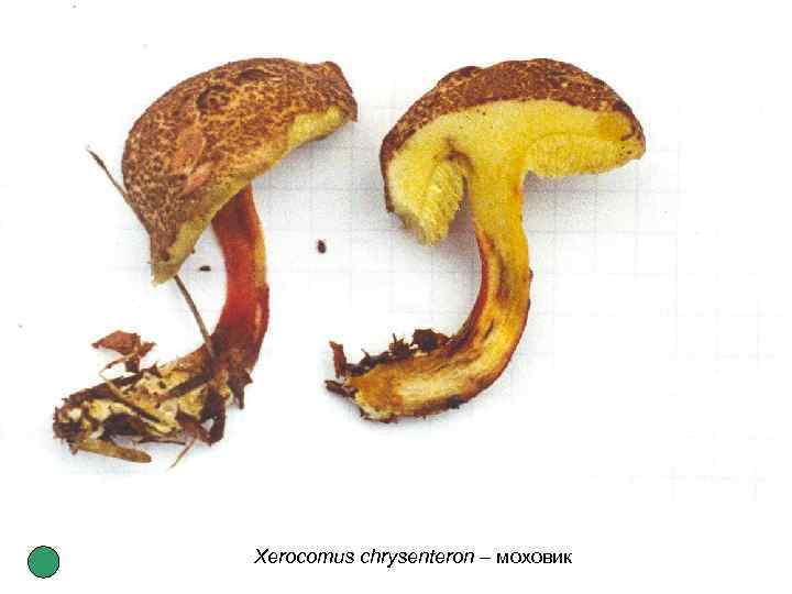 Xerocomus chrysenteron – моховик 