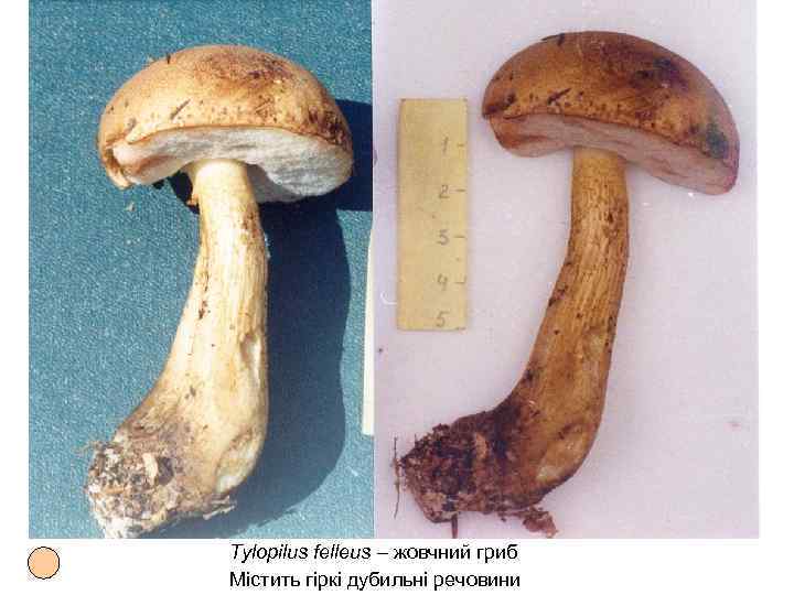 Tylopilus felleus – жовчний гриб Містить гіркі дубильні речовини 