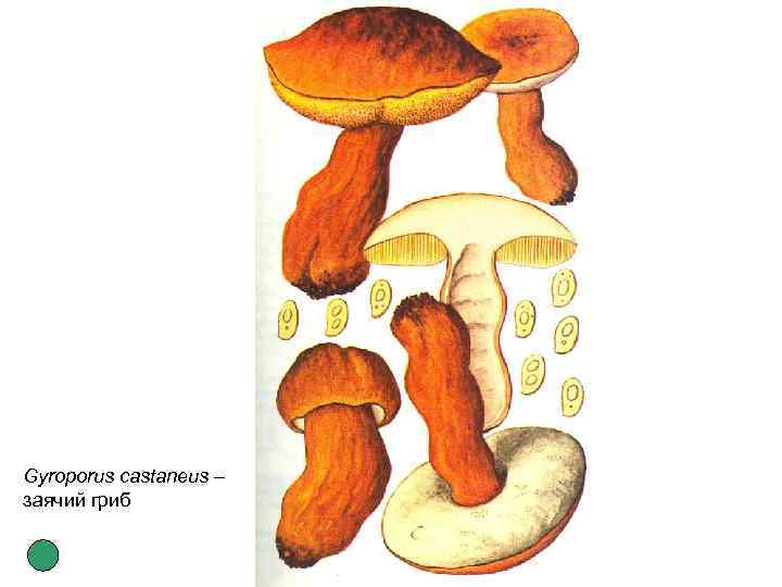 Gyroporus castaneus – заячий гриб 