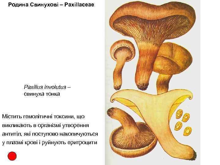 Родина Свинухові – Paxillaceae Paxillus involutus – свинуха тонка Містить гемолітичні токсини, що викликають