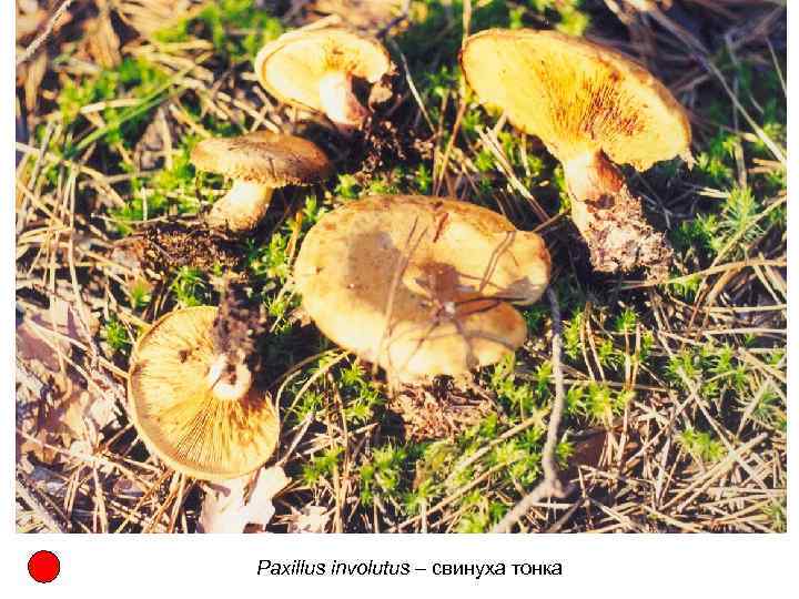 Paxillus involutus – свинуха тонка 