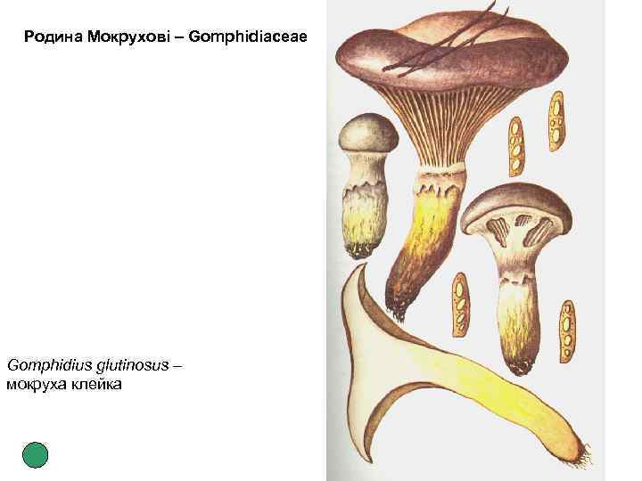 Родина Мокрухові – Gomphidiaceae Gomphidius glutinosus – мокруха клейка 