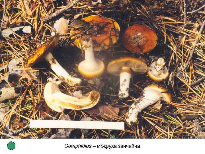 Gomphidius – мокруха звичайна 