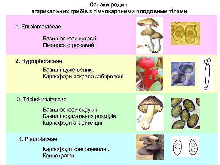 Ознаки родин агарикальних грибів з гімнокарпними плодовими тілами 1. Entolomataceae Базидіоспори кутасті. Гіменофор рожевий