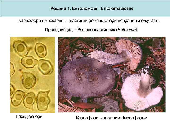Родина 1. Ентоломові - Entolomataceae Карпофори гімнокарпні. Пластинки рожеві. Спори неправильно-кутасті. Провідний рід –