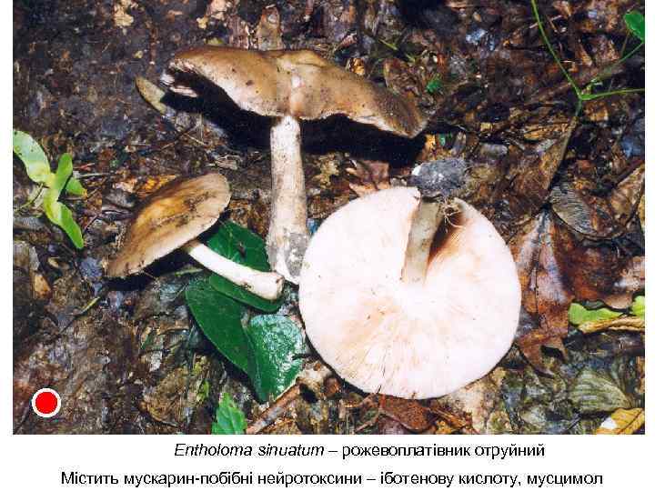 Entholoma sinuatum – рожевоплатівник отруйний Містить мускарин-побібні нейротоксини – іботенову кислоту, мусцимол 