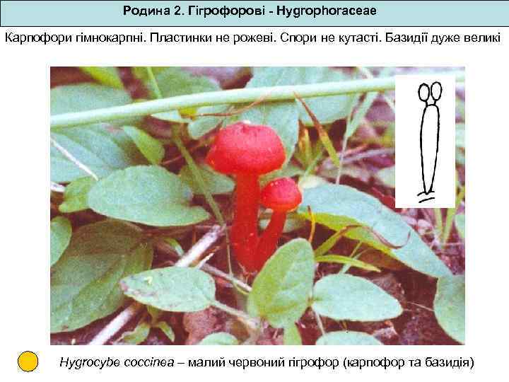 Родина 2. Гігрофорові - Hygrophoraceae Карпофори гімнокарпні. Пластинки не рожеві. Спори не кутасті. Базидії