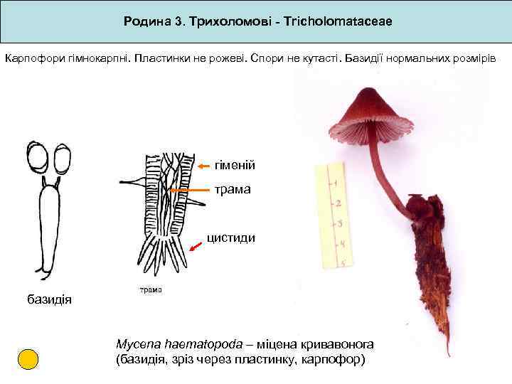 Родина 3. Трихоломові - Tricholomataceae Карпофори гімнокарпні. Пластинки не рожеві. Спори не кутасті. Базидії