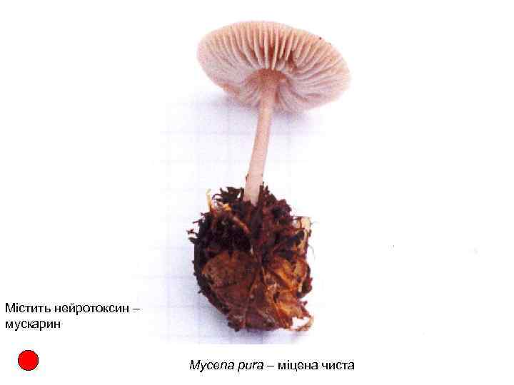 Містить нейротоксин – мускарин Mycena pura – міцена чиста 