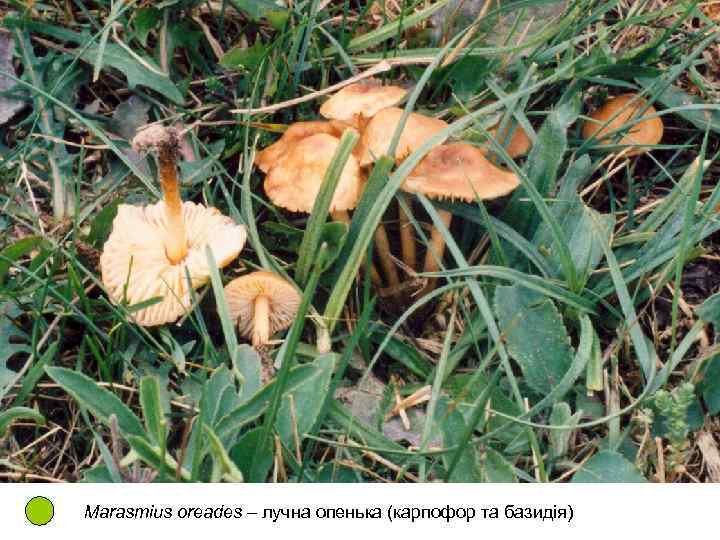 Marasmius oreades – лучна опенька (карпофор та базидія) 