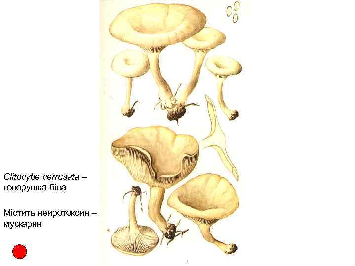 Clitocybe cerrusata – говорушка біла Містить нейротоксин – мускарин 
