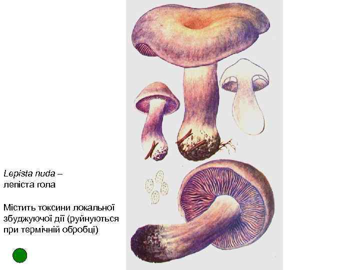 Lepista nuda – лепіста гола Містить токсини локальної збуджуючої дії (руйнуються при термічній обробці)