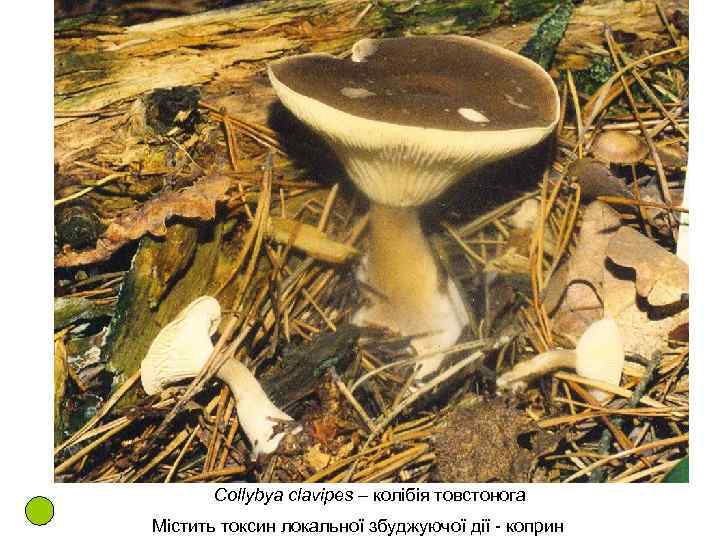 Collybya clavipes – колібія товстонога Містить токсин локальної збуджуючої дії - коприн 