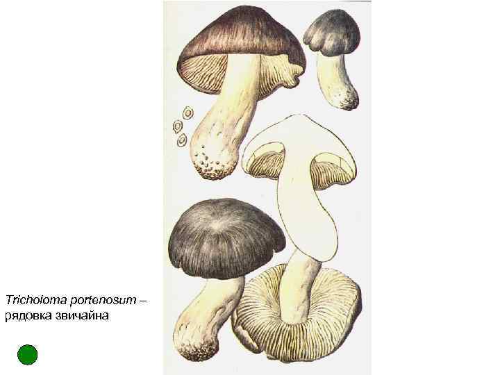 Tricholoma portenosum – рядовка звичайна 