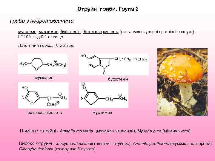 Отруйні гриби. Група 2 Гриби з нейротоксинами мускарин, мусцимол, буфотенін, іботенова кислота (низькомолекулярні органічні