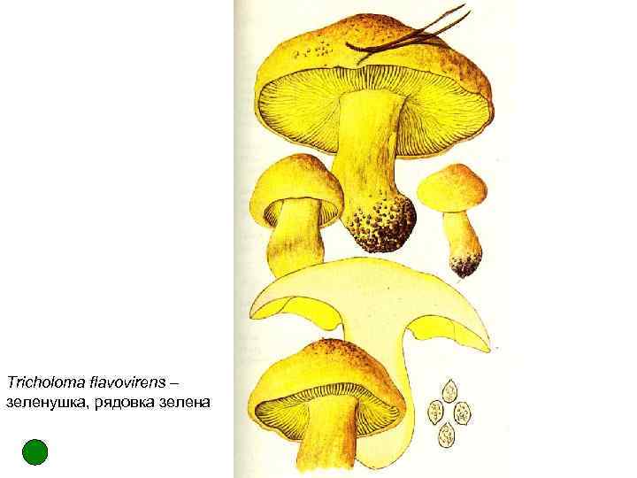 Tricholoma flavovirens – зеленушка, рядовка зелена 
