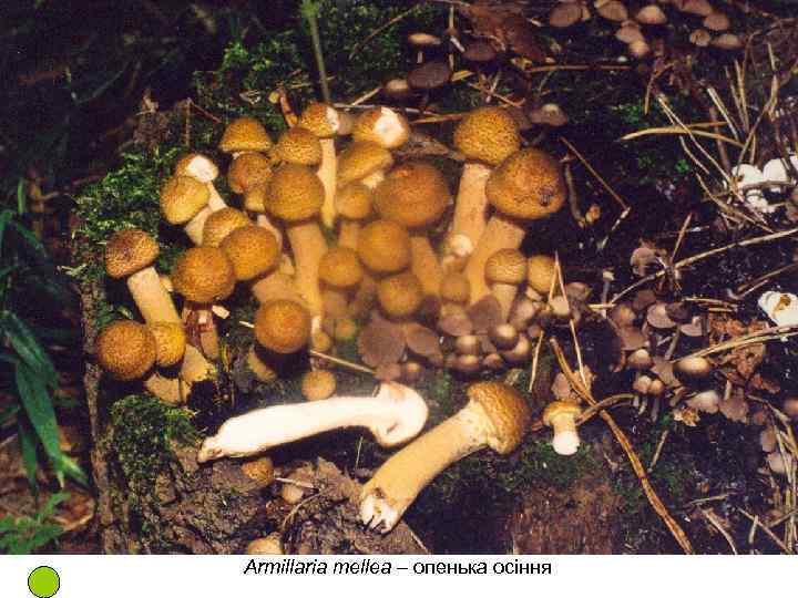 Armillaria mellea – опенька осіння 