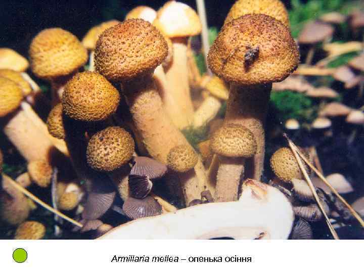 Armillaria mellea – опенька осіння 