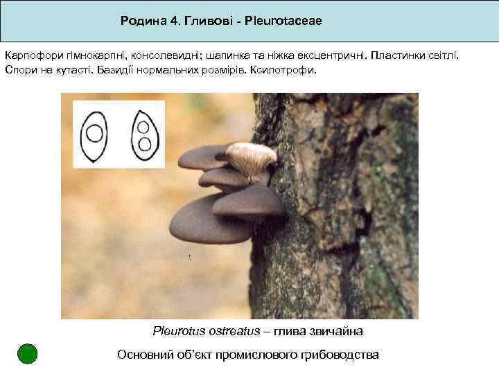 Родина 4. Гливові - Pleurotaceae Карпофори гімнокарпні, консолевидні; шапинка та ніжка ексцентричні. Пластинки світлі.