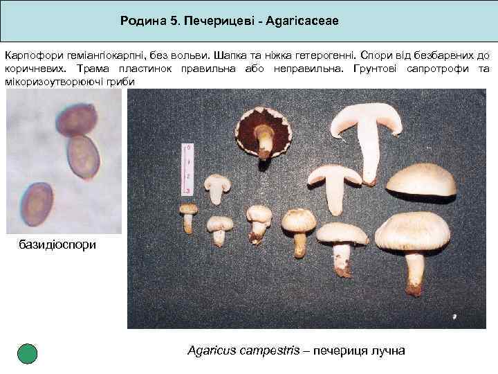 Родина 5. Печерицеві - Agaricaceae Карпофори геміангіокарпні, без вольви. Шапка та ніжка гетерогенні. Спори