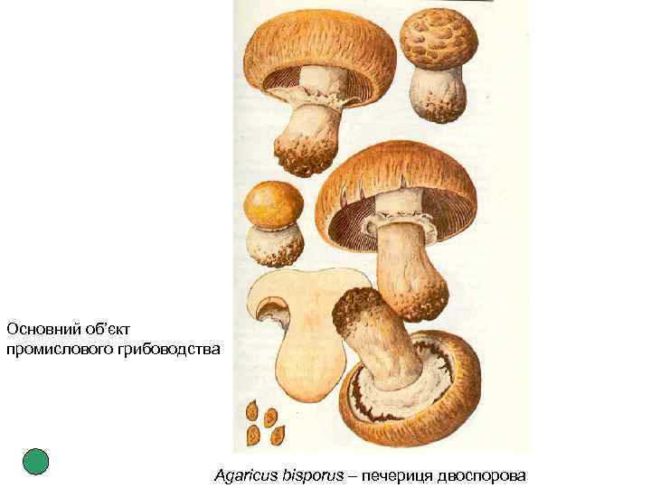 Основний об’єкт промислового грибоводства Agaricus bisporus – печериця двоспорова 