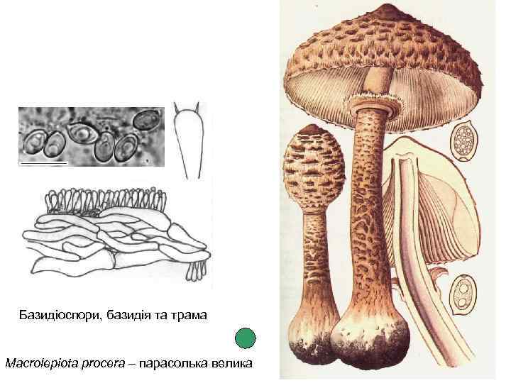 Базидіоспори, базидія та трама Macrolepiota procera – парасолька велика 