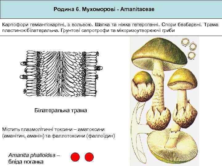 Родина 6. Мухоморові - Amanitaceae Карпофори геміангіокарпні, з вольвою. Шапка та ніжка гетерогенні. Спори