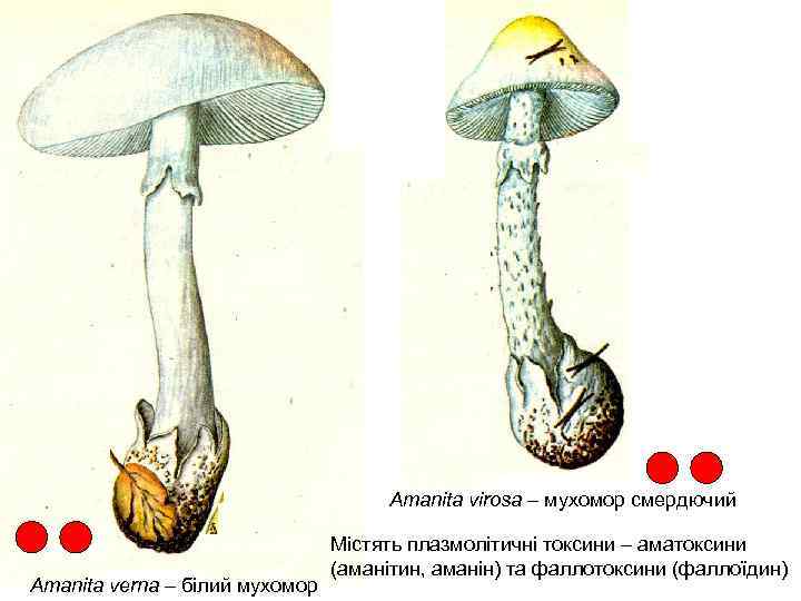 Amanita virosa – мухомор смердючий Amanita verna – білий мухомор Містять плазмолітичні токсини –