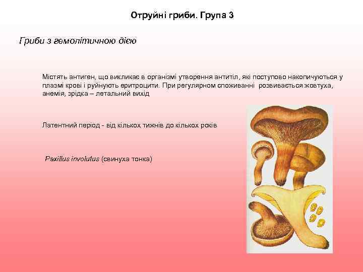 Отруйні гриби. Група 3 Гриби з гемолітичною дією Містять антиген, що викликає в організмі