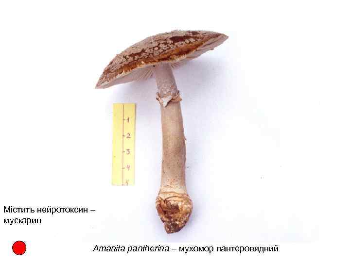 Містить нейротоксин – мускарин Amanita pantherina – мухомор пантеровидний 