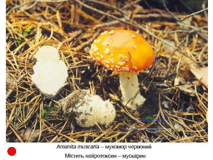 Amanita muscaria – мухомор червоний Містить нейротоксин – мускарин 