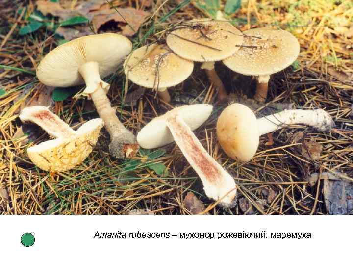 Amanita rubescens – мухомор рожевіючий, маремуха 