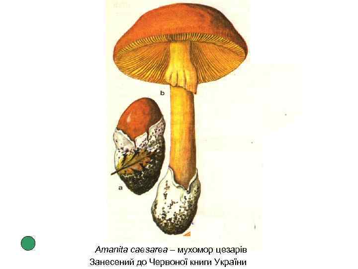 Amanita caesarea – мухомор цезарів Занесений до Червоної книги України 