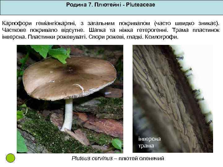 Родина 7. Плютейні - Pluteaceae Карпофори геміангіокарпні, з загальним покривалом (часто швидко зникає). Часткове