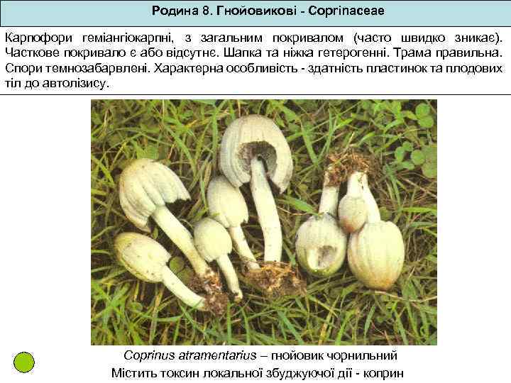 Родина 8. Гнойовикові - Coprinaceae Карпофори геміангіокарпні, з загальним покривалом (часто швидко зникає). Часткове