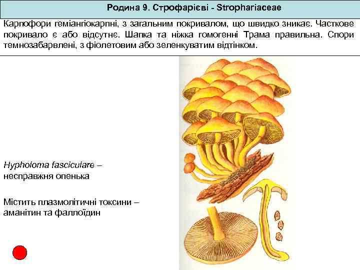Родина 9. Строфарієві - Strophariaceae Карпофори геміангіокарпні, з загальним покривалом, що швидко зникає. Часткове