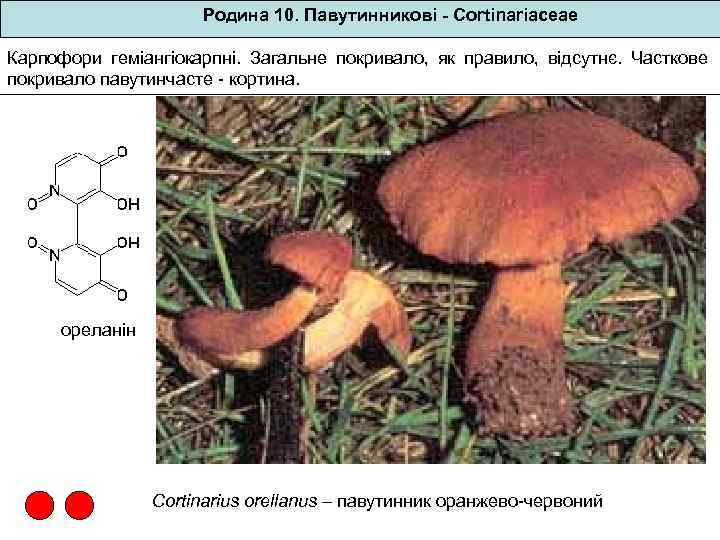 Родина 10. Павутинникові - Cortinariaceae Карпофори геміангіокарпні. Загальне покривало, як правило, відсутнє. Часткове покривало