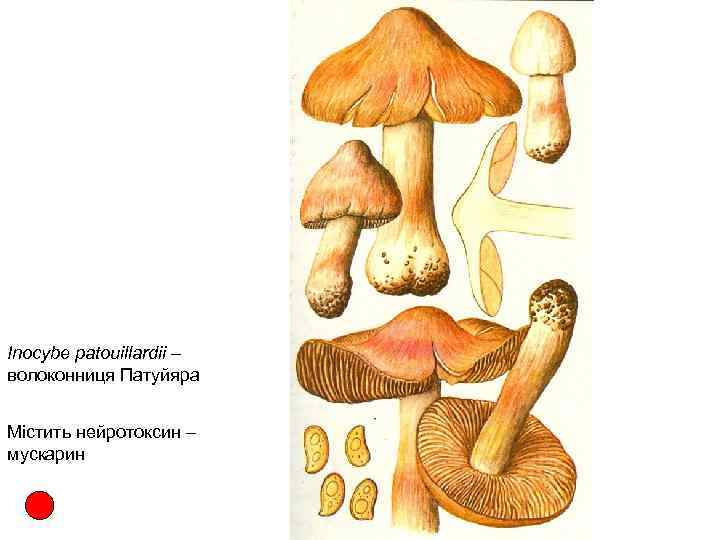 Inocybe patouillardii – волоконниця Патуйяра Містить нейротоксин – мускарин 