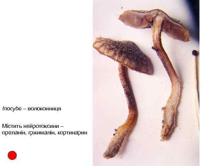 Inocybe – волоконниця Містить нейротоксини – ореланін, гржималін, кортинарин 