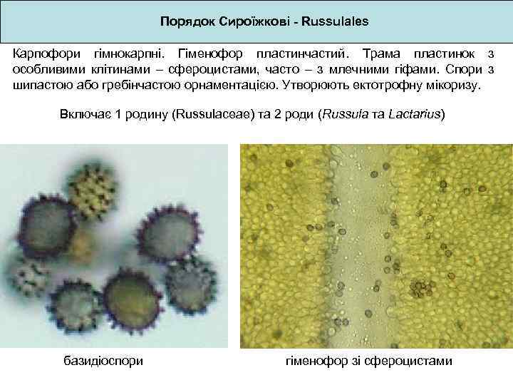 Порядок Сироїжкові - Russulales Карпофори гімнокарпні. Гіменофор пластинчастий. Трама пластинок з особливими клітинами –
