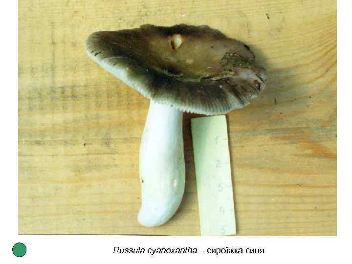 Russula cyanoxantha – сироїжка синя 
