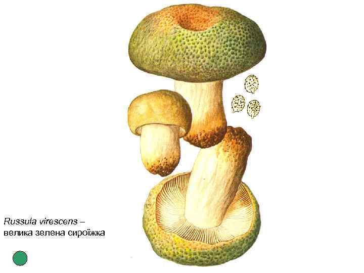 Russula virescens – велика зелена сироїжка 
